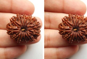 13 Mukhi Rudraksha