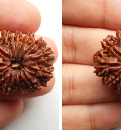 13 Mukhi Rudraksha