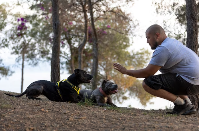 Dog training in Texas