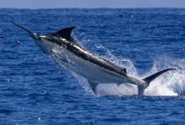 Fishing Charters Kona