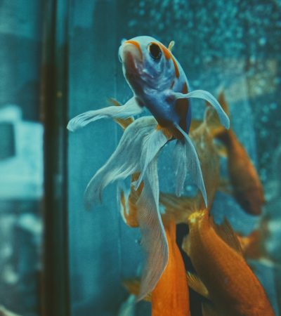 Thailand Betta