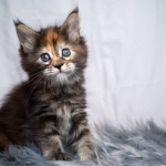 Maine Coon Kittens for Sale: Size Doesn't Matter When It Comes to Love and Loyalty