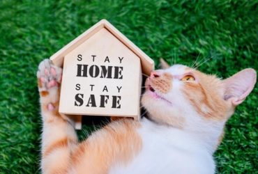 British Shorthair kittens for adoption