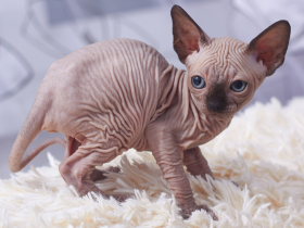 Sphynx Kittens Near Me: Tips for a Seamless Adoption