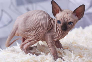 Sphynx Kittens Near Me: Tips for a Seamless Adoption