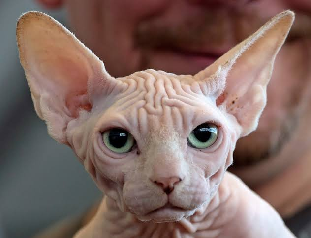 Sphynx Kittens Near Me: Tips for a Seamless Adoption