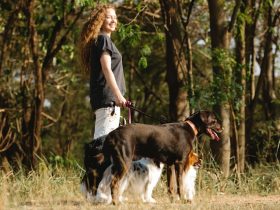 Glencadia Dog Camp: The Ultimate Canine Retreat for City Dogs