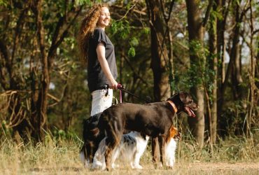 Glencadia Dog Camp: The Ultimate Canine Retreat for City Dogs