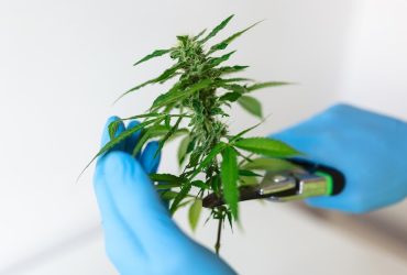 Exotic cannabis clones