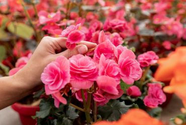 Best Florist in Miami