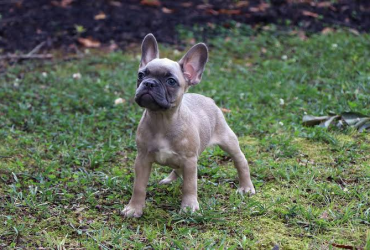 Choosing Local vs. Ethical Frenchton Breeders: Pros and Cons