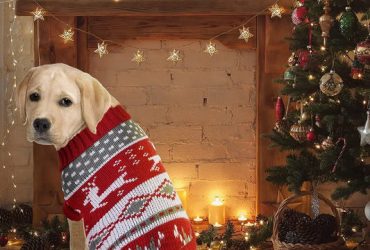 luxury pet accessories