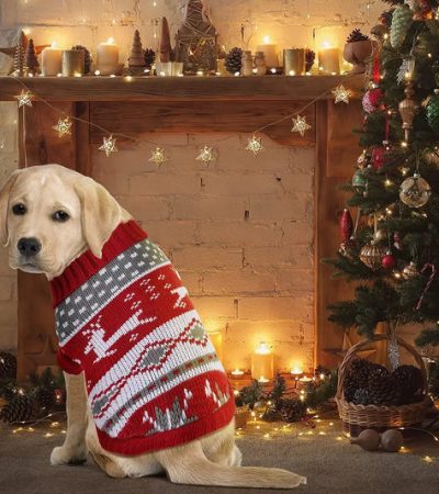 luxury pet accessories