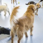 Puppy Training Classes Orange County California