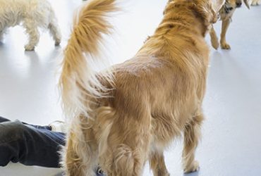 Puppy Training Classes Orange County California