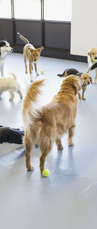 Puppy Training Classes Orange County California