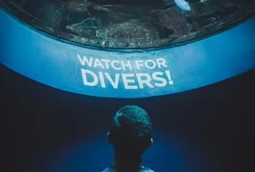 reef aquariums