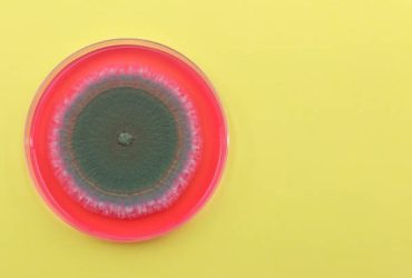mold inspections
