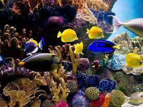 saltwater aquariums
