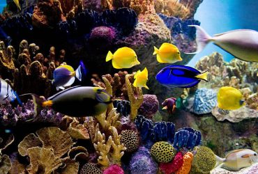 saltwater aquariums