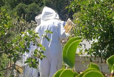 honey wedding favors