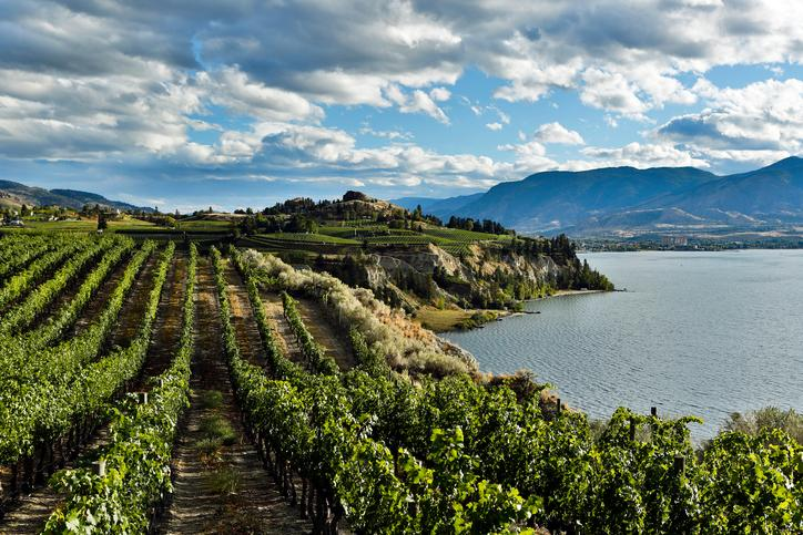 The Ultimate Guide to Joining an Okanagan Wine Club