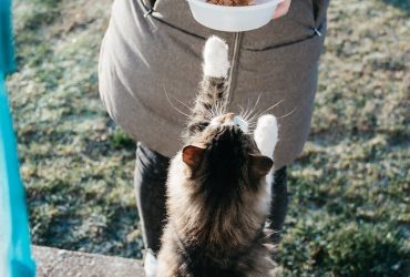 healthy pet products