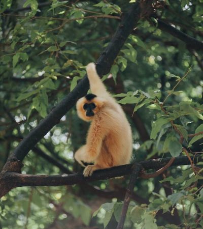 Monkey Dong