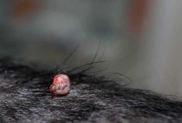 puppy has diarrhea but still playful