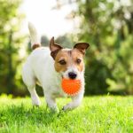 Dangerous Dog Toys: When the Toy Becomes Dangerous