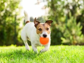 Dangerous Dog Toys: When the Toy Becomes Dangerous