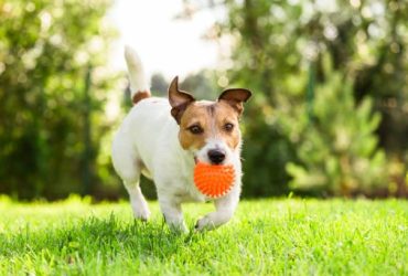 Dangerous Dog Toys: When the Toy Becomes Dangerous